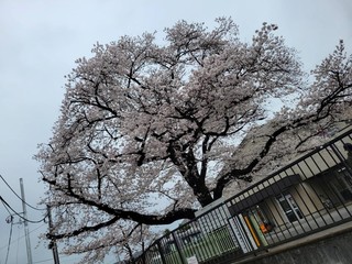 桜�B.jpg